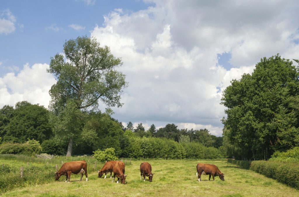 Meadow with cows